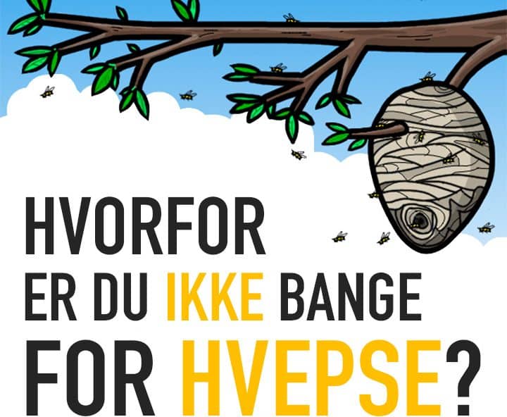 Hvorfor er du IKKE bange for hvepse?